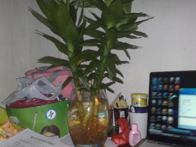 我的植物