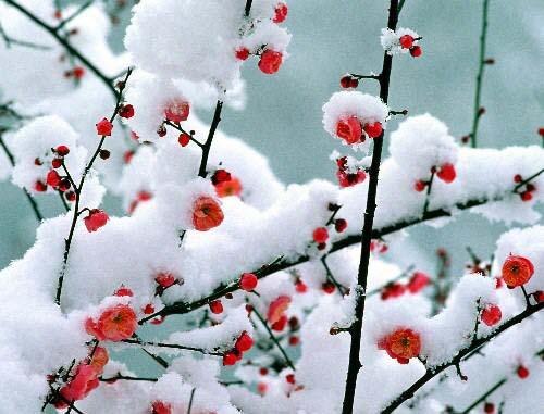 雪里梅花