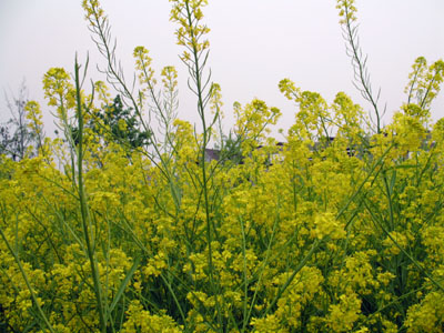 油菜花,阴霾