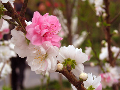 桃花 相依