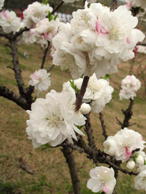 桃花 似雪