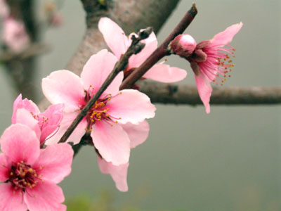 桃花,略施粉黛