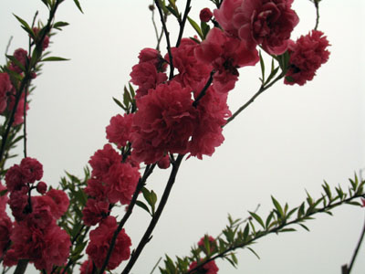 桃花,阴霾