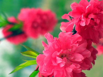 桃花 如霞似锦