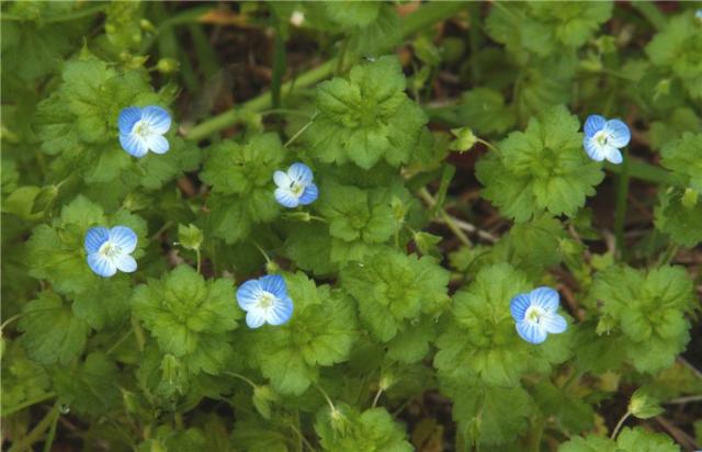 Veronica persica Poir