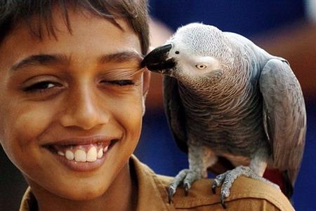 一名斯里兰卡男孩在科伦坡动物园被一只非洲灰色鹦鹉啄脸